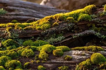 moss covered drift woods in the winter morning