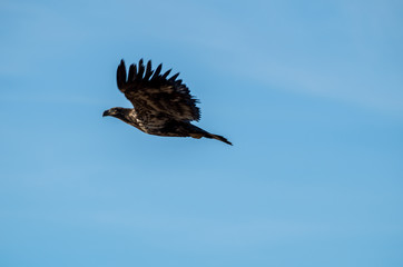 golden eagle in flight