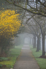 Naklejka premium misty morning on the street with yellow leave trees on left and leave-less trees on the right