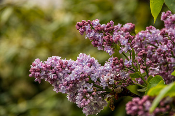pink common thyme flower on the branch.