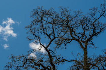 stretching tree branches cover the sky