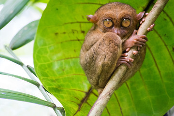Tarsius. Bohol island. Philippines 
