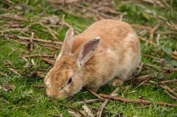 brown rabbit eating grass