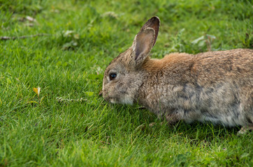 brown rabbit eating grass