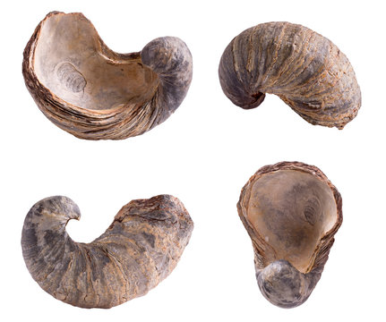 Gryphea dilatata, species of Jurassic oyster. Gryphaeidae marine bivalve mollusc 