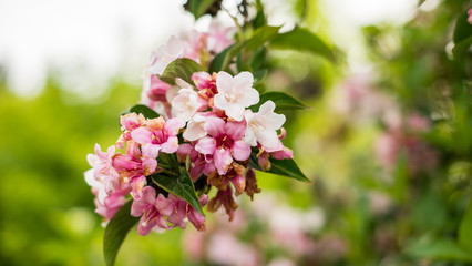 a branch of pink tiny flowers