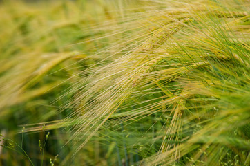 Field of green and golden rye in summer cloudy day. Agriculture harvest growth