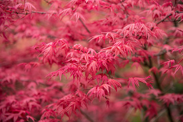 Background of red acer leaves in park - obrazy, fototapety, plakaty