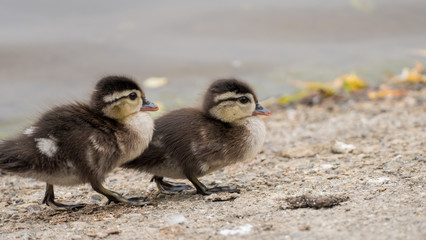 cute ducking brother or sisters