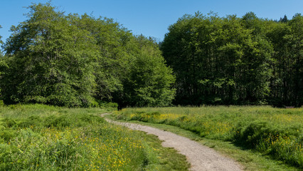 path in the open field