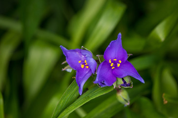 two purple flowers with green background