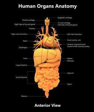 Human Organs Anatomy With Detailed Labels (Anterior View)