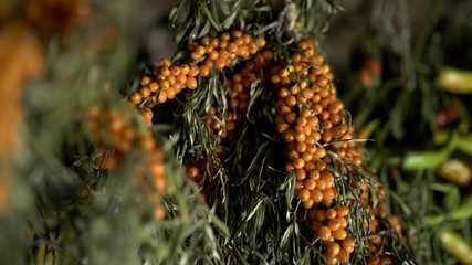 Sea-buckthorn is dried