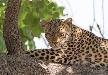 Naklejka na ściany i meble African Leopard (panthera pardus) sleeping on a large branch in south luangwa national park, zambia