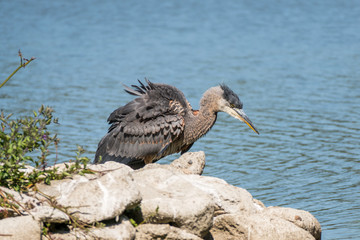 Great Blue Heron shaking feather
