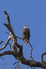 Bird bald eagle on tree limb perch