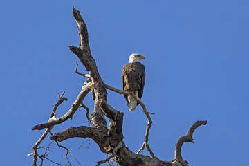 Bald Eagle outside Los Angeles