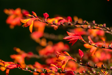 red Crocosmia flowers field with dark background under the sun