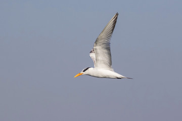 Bird tern flying at the coastal wetlands