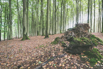Die Sonne scheint in einen Buchenwald auf Insel Rügen an einem wunderschönen Tag im Herbst