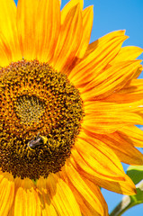bee on giant sunflower