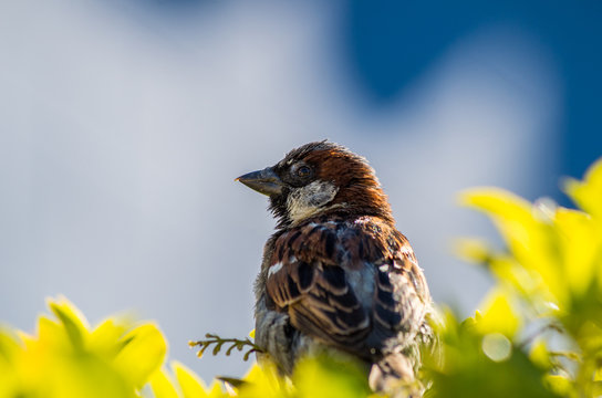 SPARROW on branches