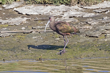 Bird white face ibis at Bolsa Chica wetlands