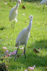 Egret on green grass at public park in Bangkok, Thailand.