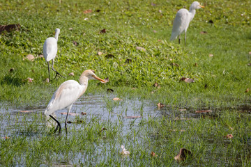 Egret on green grass at public park in Bangkok, Thailand.