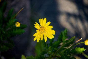 Macro Yellow Flower