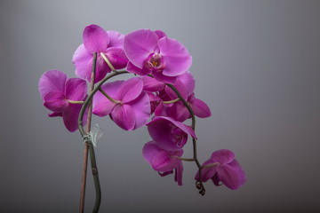 Beautiful purple Phalaenopsis orchid flowers, on gray background.