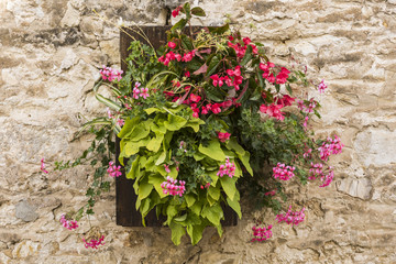Flowers on Wall Chamery