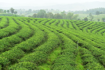 Fototapeta na wymiar Tea plantation landscape in the north of Thailand
