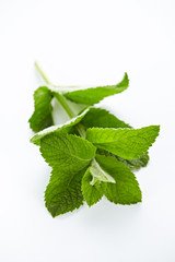 Minze; ein Zweig Minze vor weißem Hintergrund