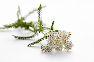 Schafgarbe auf weißem Hintergrund © Chroma