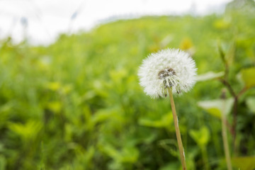 緑の中のタンポポの綿毛