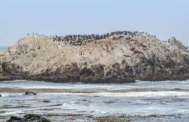 Bird Rock in California