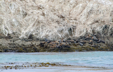 Bird Rock in California