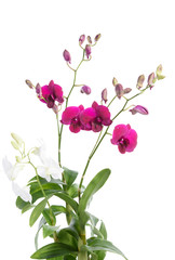 Fototapeta premium Beautiful purple orchid flower plant isolated on white background