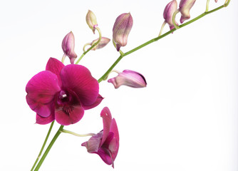 Naklejka na ściany i meble Beautiful purple orchid flower isolated on white background