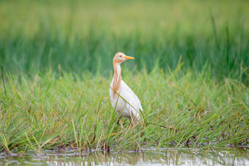 Obraz na płótnie Canvas Eastern Cattle Egret in wetlands Thale Noi, one of the country's largest wetlands covering Phatthalung, Nakhon Si Thammarat and Songkhla ,South of THAILAND.