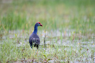 Purple Swamphen in wetlands Thale Noi, one of the country's largest wetlands covering Phatthalung, Nakhon Si Thammarat and Songkhla, South of THAILAND.