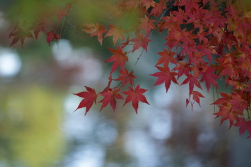 紅葉
