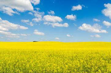 Obraz premium Yellow oilseed rape field under the blue sky with sun