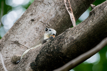Obraz premium Variable Squirrel eating fruit on the trees