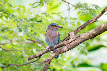 Obraz premium Indian roller or Blue jay
