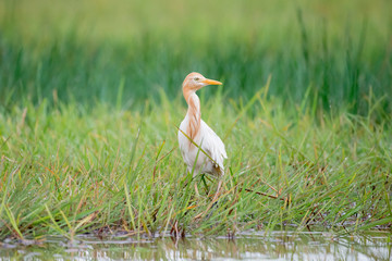 Eastern Cattle Egret in wetlands Thale Noi, one of the country's largest wetlands covering Phatthalung, Nakhon Si Thammarat and Songkhla ,South of THAILAND.