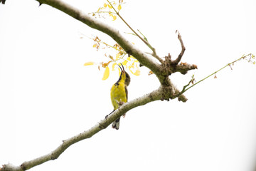 Olive-backed sunbird or Yellow-bellied sunbird