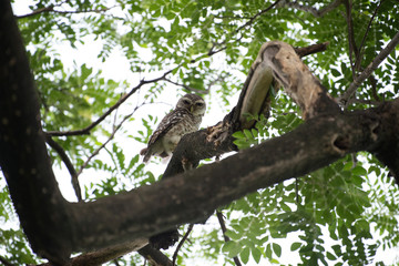 Fototapeta na wymiar spotted owl