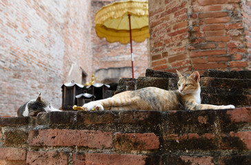 Cute yellow cat relax on grunge brick floor in temple historical  Ayuttha,Thailand